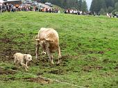 Grande Festa della Montagna e 6° Campionato Cani Pastore per Bovini - FOTOGALLERY